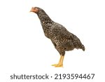 Chicken Barred Plymouth Rock ...