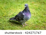 Beautiful Pigeon Bird Standing...