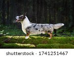 Funny merle Cardigan Welsh Corgi standing on green moss in forest on a sunny day