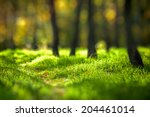 Beautiful forest background. Grass and trees. Bokeh effect.