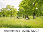 Small photo of Herd of ows outdoor in beautiful green summer meadow