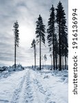 Small photo of seasonal landscape road through winter calamitous forest