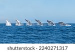 Small photo of A sequence of a Humpback Whale breaching in False Bay, South Africa