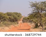 A Lone Giraffe Runs Across A...