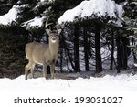 A Male Buck  Deer  In A Snow...