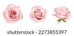 Roses. Set of three pink rose flowers isolated on a white background. Vector illustration