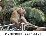 Monkey Macaque Coconut Agape On ...
