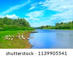 Small photo of Summer landscape with river and grazing geese. Flock of geese grazes on grass near river. River with domestic goose. Rural landscape of geese croon grass near river