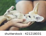Fennec Fox On Hands