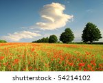 Summer Field Of Red Poppies