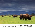 Herd of American Bison (Bison Bison) or Buffalo with cloud covered mountain range in the background
