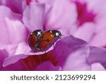 Seven Spot Ladybird Mating ...