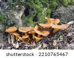 Jack O Lantern Mushrooms Grown...