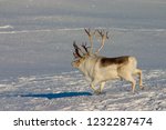 Peary Caribou Buck Running In...
