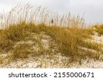 Sand Dunes On North Beach With...