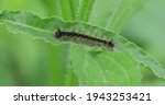 A Common Buckeye Caterpillar ...