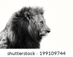 Portrait Of Big Lion In Masai...