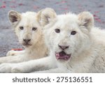 The White Lion Cubs.