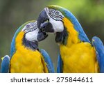 Colourful Parrot Birds.