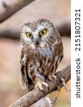Small photo of Saw whet owl perched in an evergreen tree watching for rodents, in Quebec, Canada.