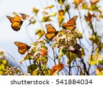 Monarch Butterflies Perform...