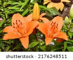 Flower Lily Asian Hybrid Tresor ...