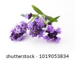 Lavender Flowers In Closeup....