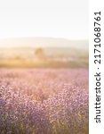 Small photo of Lavender bushes closeup on sunset. Sunset gleam over purple flowers of lavender. Provence region of France.