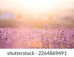 Small photo of Lavender bushes closeup on sunset. Sunset gleam over purple flowers of lavender. Provence region of France.