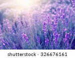 Lavender Bushes Closeup On...
