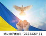 Two Hand holding White Dove flying on sky and Ukraine  flag background for international day of peace , freedom ,Pray for Ukraine and No war concept