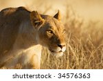 Lion  Female  Panthera Leo ...