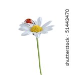 Ladybug On A White Flower...