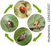 Life Cycle Of Two Spot Ladybird ...