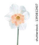 Small photo of White-pink flower of Daffodil (Narcissus) close-up isolated on white background. Cultivar Precocious from Large-cupped Daffodil