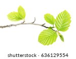 Alder Branch With Green Leaves...