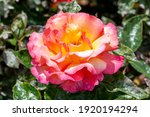 Small photo of Rose Shelia's Perfume (rosa) a floribunda spring summer flowering plant with a yellow red summertime flower, stock photo image