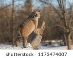 Bobcat  Lynx Rufus  Stands Up...