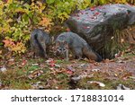 Small photo of Grey Foxes (Urocyon cinereoargenteus) By Rock Fore and Aft Autumn - captive animals