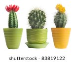 cactuses on white background
