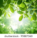 Green Leaves With Sun