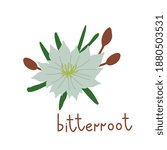 Bitterroot Vector Flower...