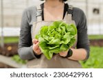 Small photo of Close up of sustainable fresh green lettuce crop harvest. Certified naturally sprouted up locally harvested healthy food grown as organic nutrient vegan source in rural horticulture greenhouse