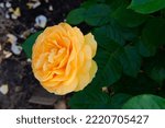Small photo of Julia Child Roses - absolutely Fabulous rose, golden floribunda rose blooming with yellow flowers in garden or park at spring