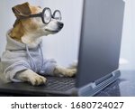 smart concentrated dog is working on project online. Using computer laptop. Pet wearing glasses and hoodie. Freelancer work from home during quarantine Social distancing lifestyle. Busy smart ass


