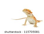 Red Bearded Dragon On White...