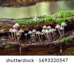 White Mushroom   Fungi In Wood...