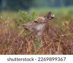 Red Deer Hind in Bracken