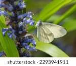 Small photo of Wood White butterfly Feeding on Bugle