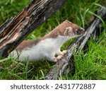 Small photo of Close-up of a Stoat in Partial Ermine